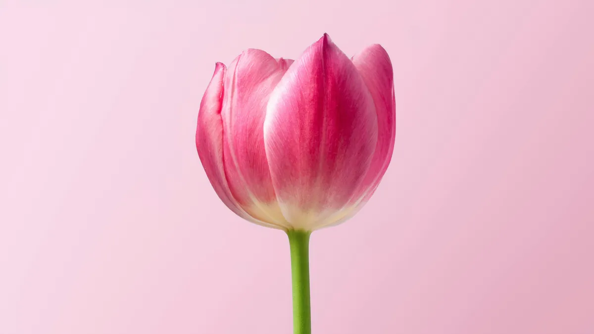 Tulipa rosa em destaque, com pétalas delicadas, sobre fundo rosa-claro